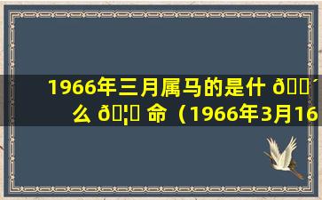 1966年三月属马的是什 🌴 么 🦆 命（1966年3月16日出生的是什么命）